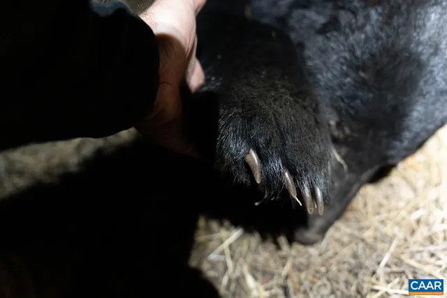 a view of a back yard of the house