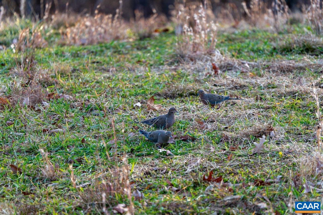 0 Foothills Road Callaway, VA 24067 - Photo 30 of 47 a view of a garden with a fountain