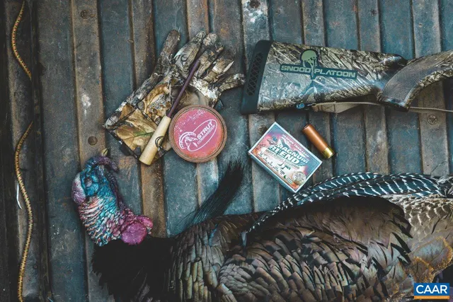 a view of a lush green forest with a mountain