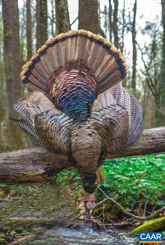 a view of a lush green forest with a mountain