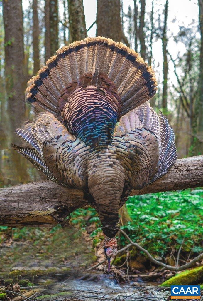0 Foothills Road Callaway, VA 24067 - Photo 33 of 47 a view of a backyard with a sink
