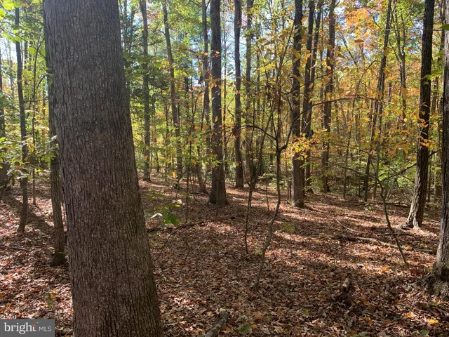 a view of a yard with trees