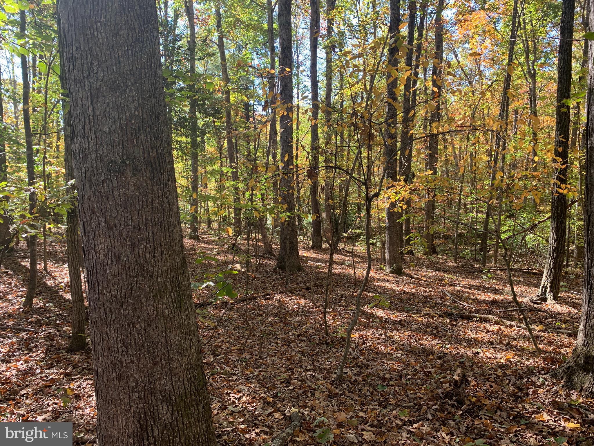 28282 Raccoon Ford Road Culpeper, VA 22701 - Photo 18 of 34 a view of a yard with trees