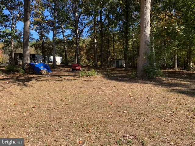 a view of a park with large trees