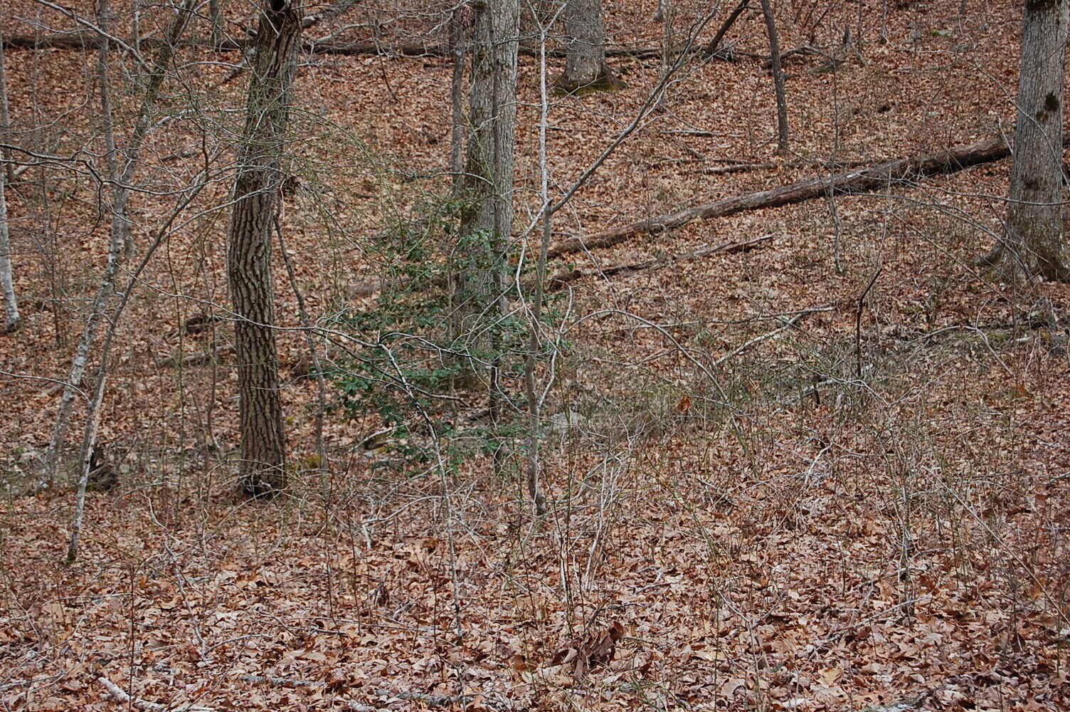 13 Green Forest Road Dunlap, TN 37327 - Photo 17 of 35 Gallery Image 17