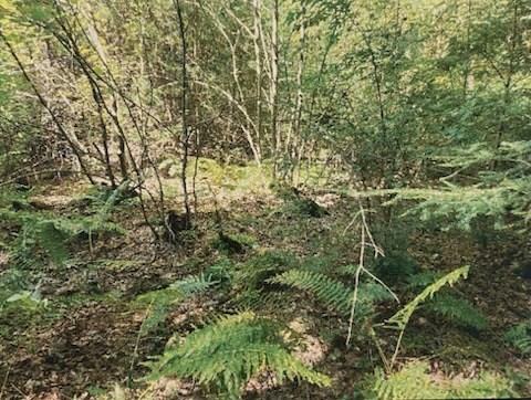 a view of a yard with a tree