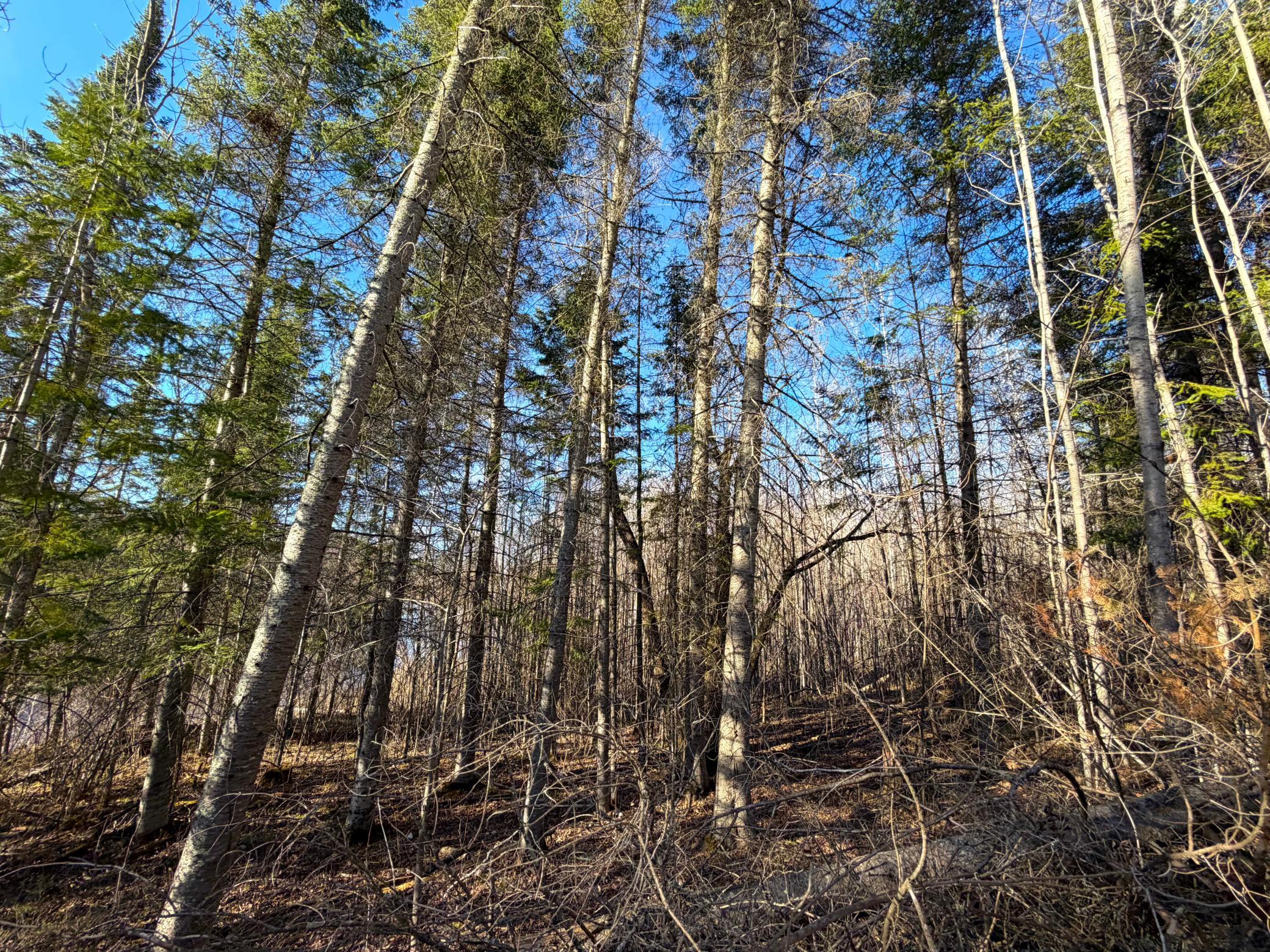 Lot F County Road 79 Littlefork, MN 56653 - Photo 32 of 44