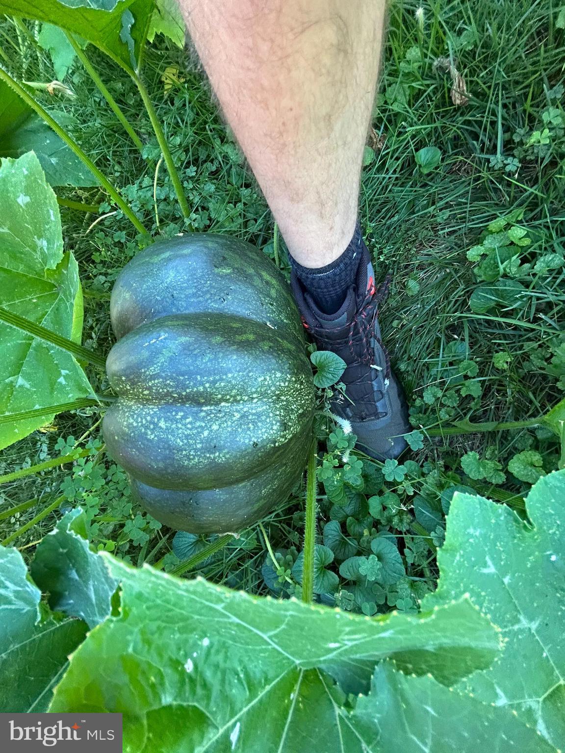 111 North Hickory Road Sterling, VA 20164 - Photo 16 of 30 a view of a garden