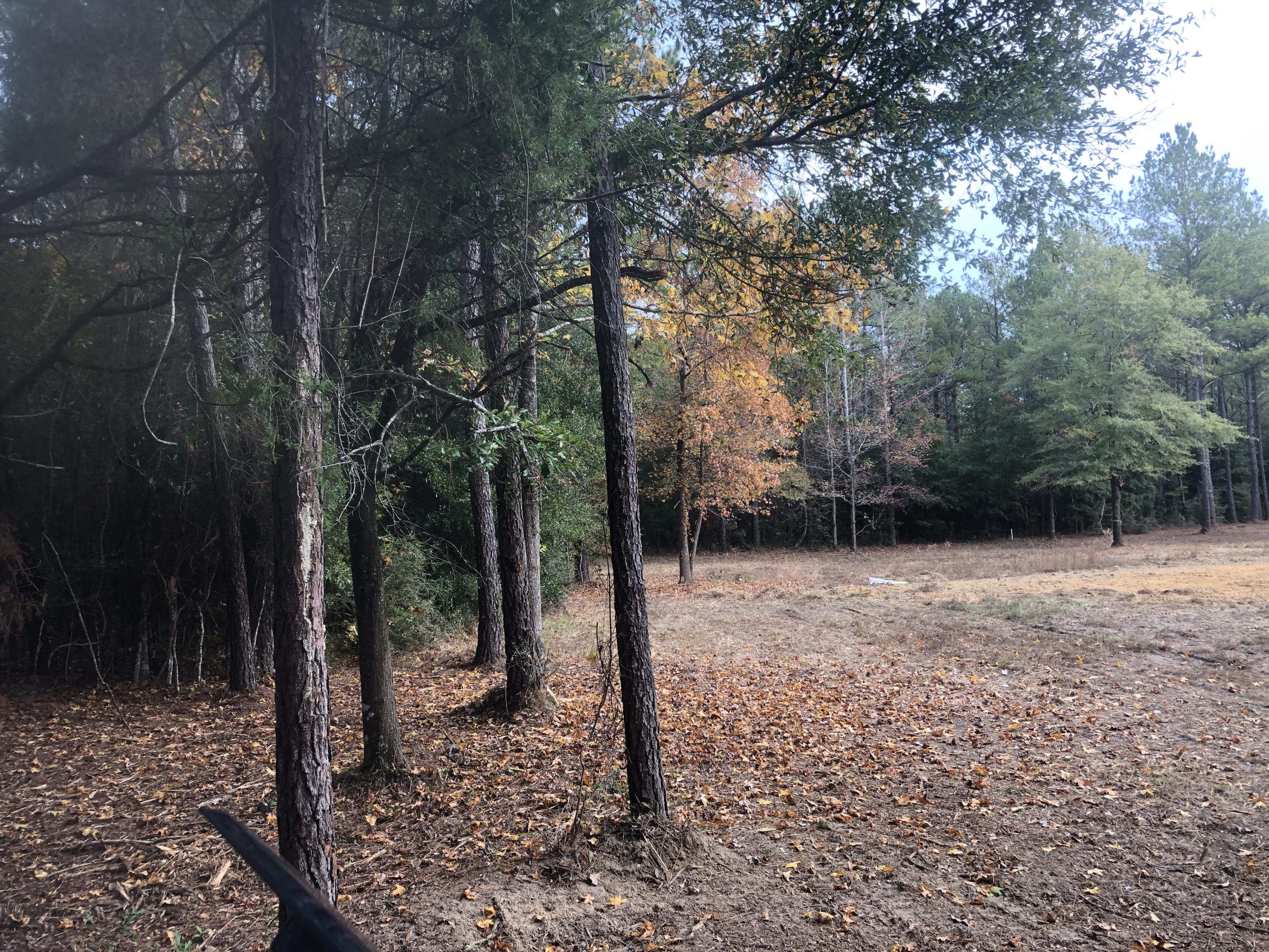 5439 Old River Road Baker, FL 32531 - Photo 3 of 12 a view of a forest filled with trees