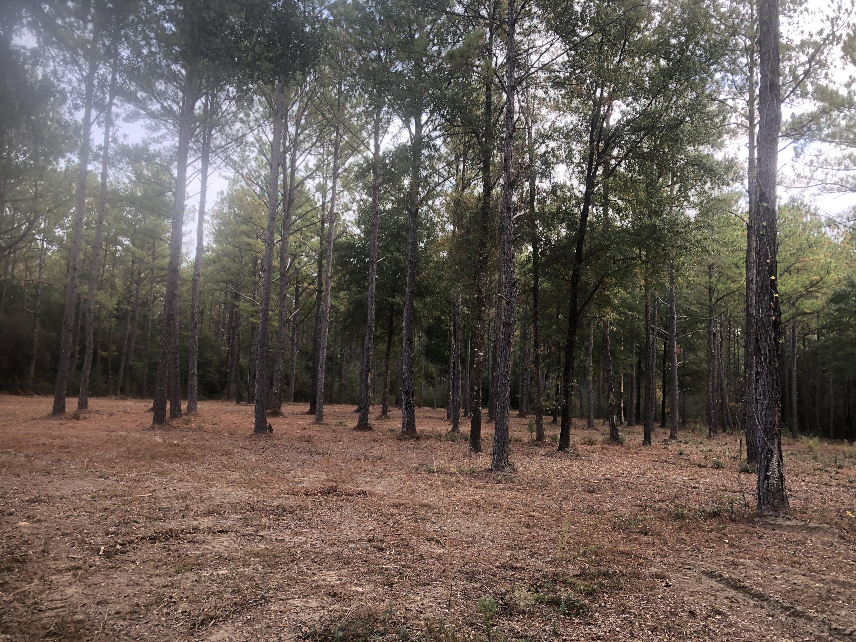 5439 Old River Road Baker, FL 32531 - Photo 5 of 12 a view of outdoor space with trees
