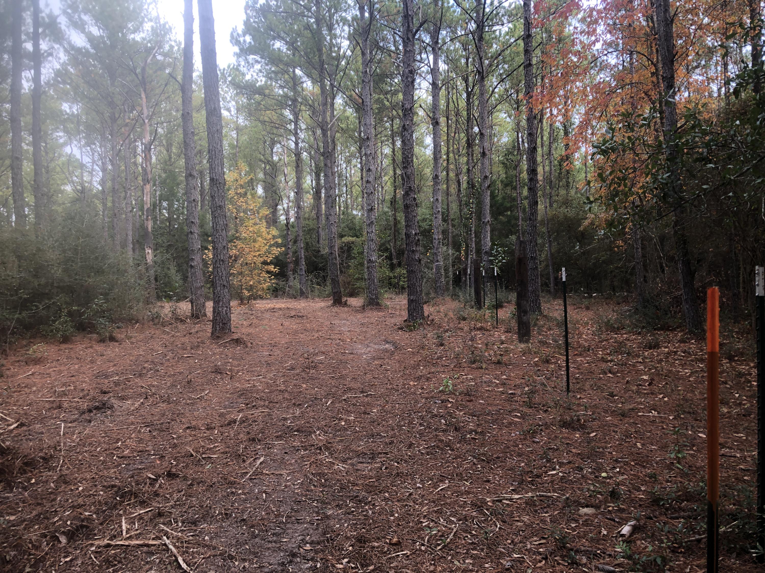 5439 Old River Road Baker, FL 32531 - Photo 6 of 12 a view of a forest with trees in the background