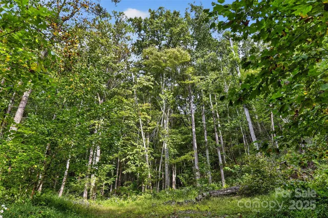 a view of a yard with plants and large trees