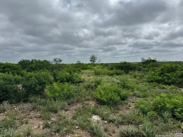 a view of a big yard with lots of bushes