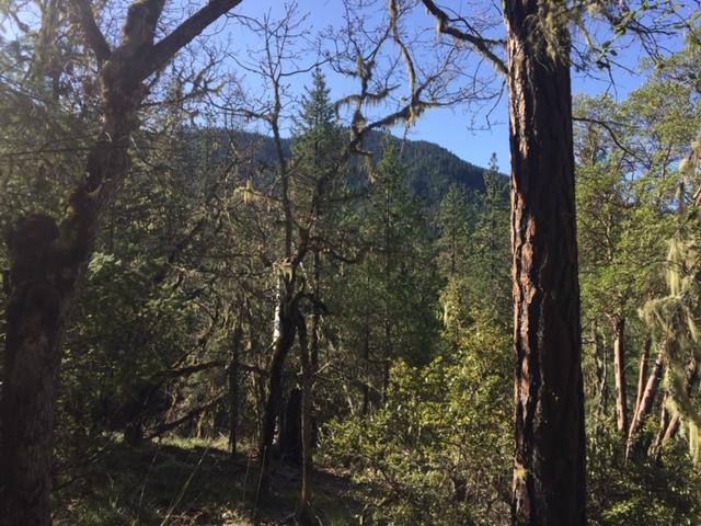 Thompson Creek Road Jacksonville, OR 97530 - Photo 13 of 19 Gallery Image 13