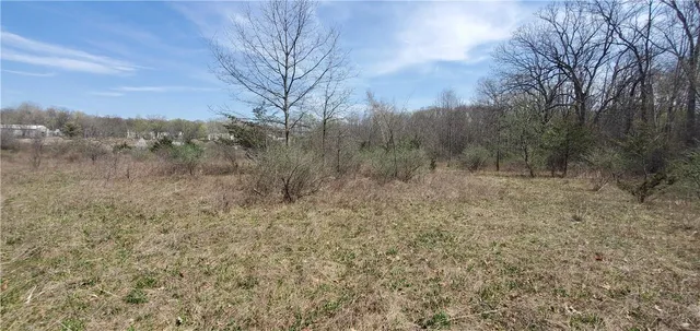 a view of a forest with trees in the background