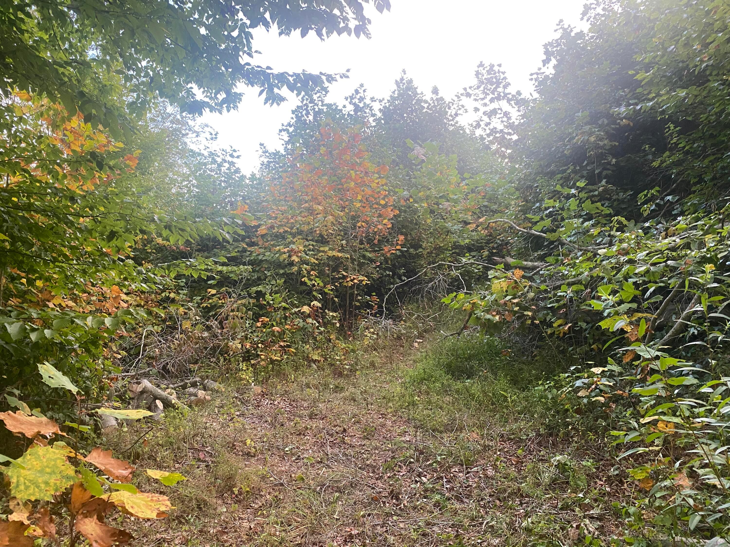 Wooded Path