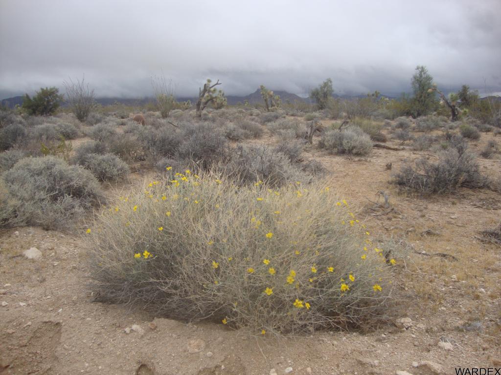 29 Central Road Yucca, AZ 86438 - Photo 11 of 17 Additional Photo