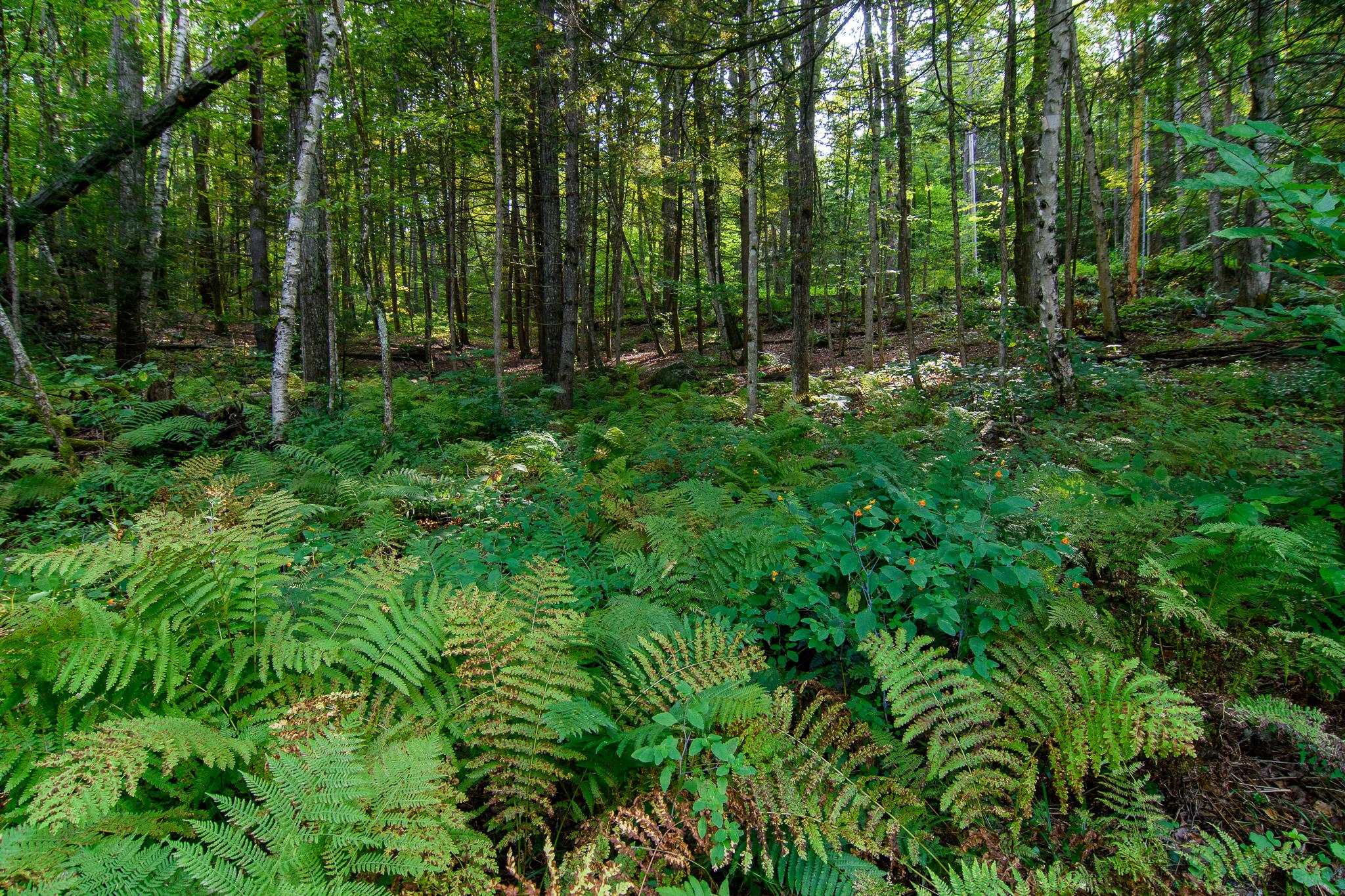 108 South Windmill Hill Putney, VT 05346 - Photo 7 of 33