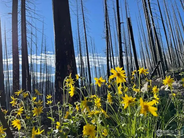 a view of a bunch of flowers