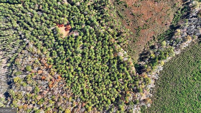a close up of a plant
