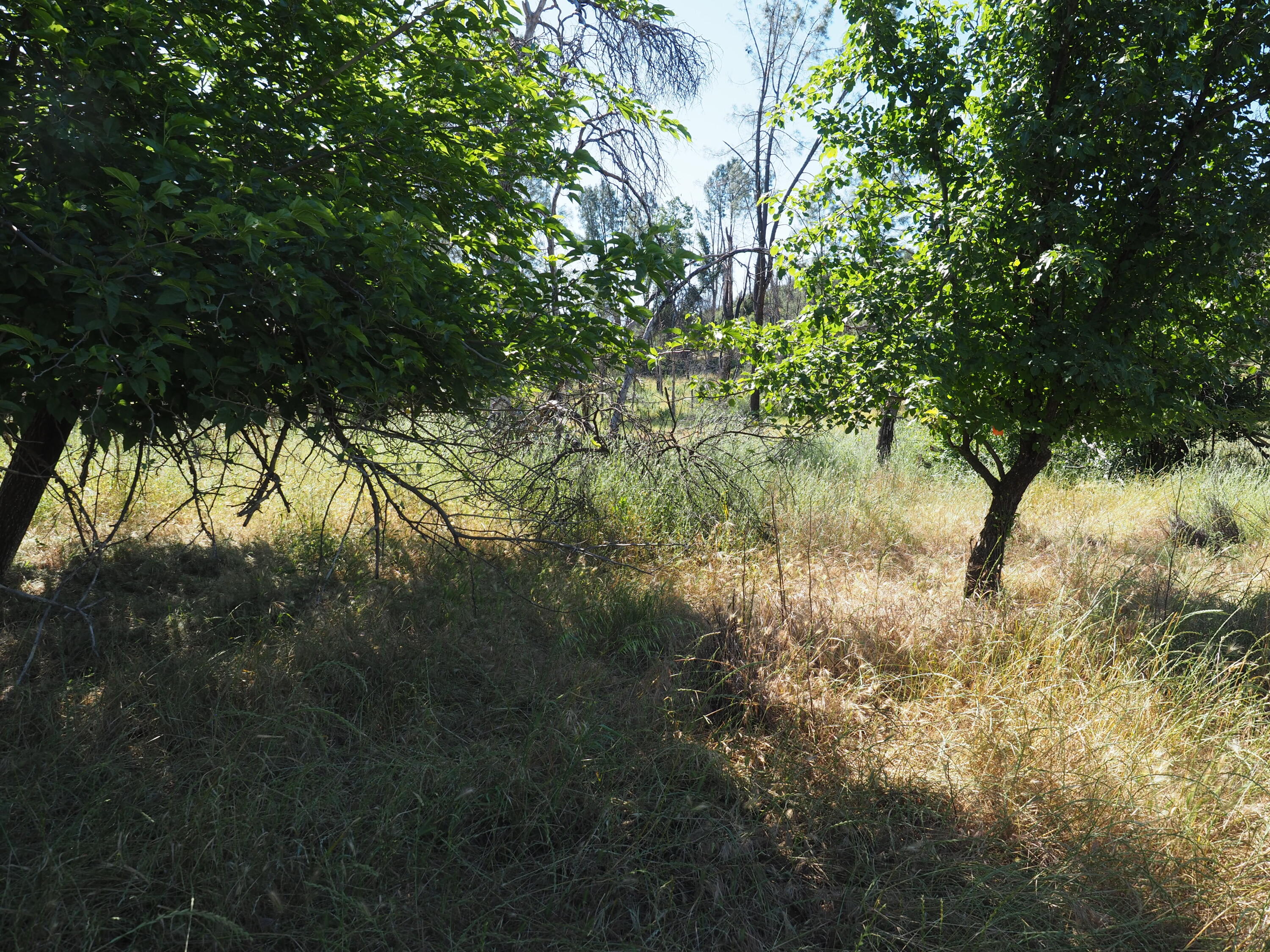 20103 Parocast Road Redding, CA 96003 - Photo 21 of 24 a view of a tree in a yard