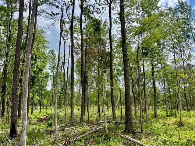 a view of swimming pool from a garden