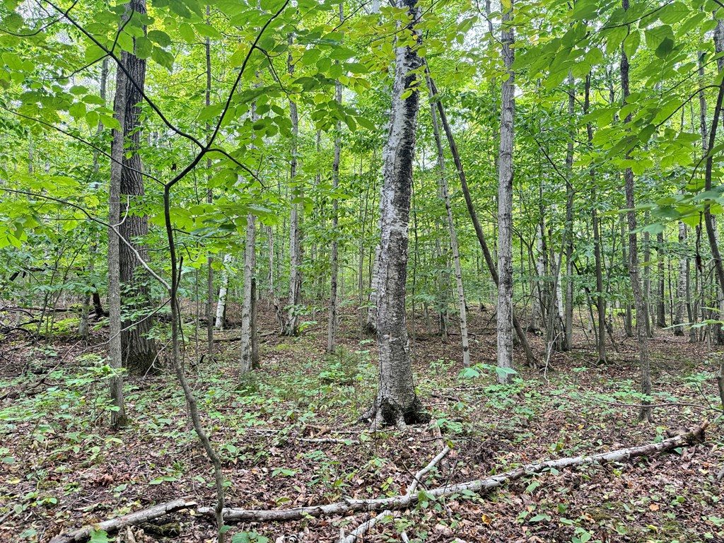 5-acres Logerquist Road Baileys Harbor, WI 54202 - Photo 7 of 13