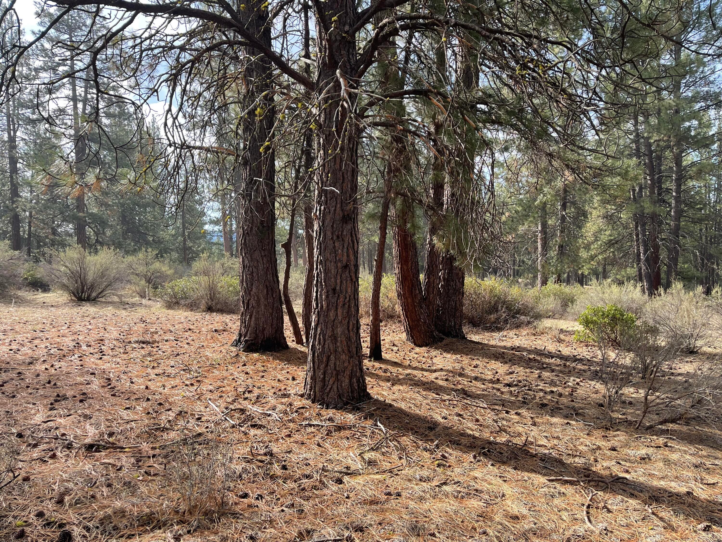 South Waterview Way Chiloquin, OR 97624 - Photo 1 of 13 IMG_7464