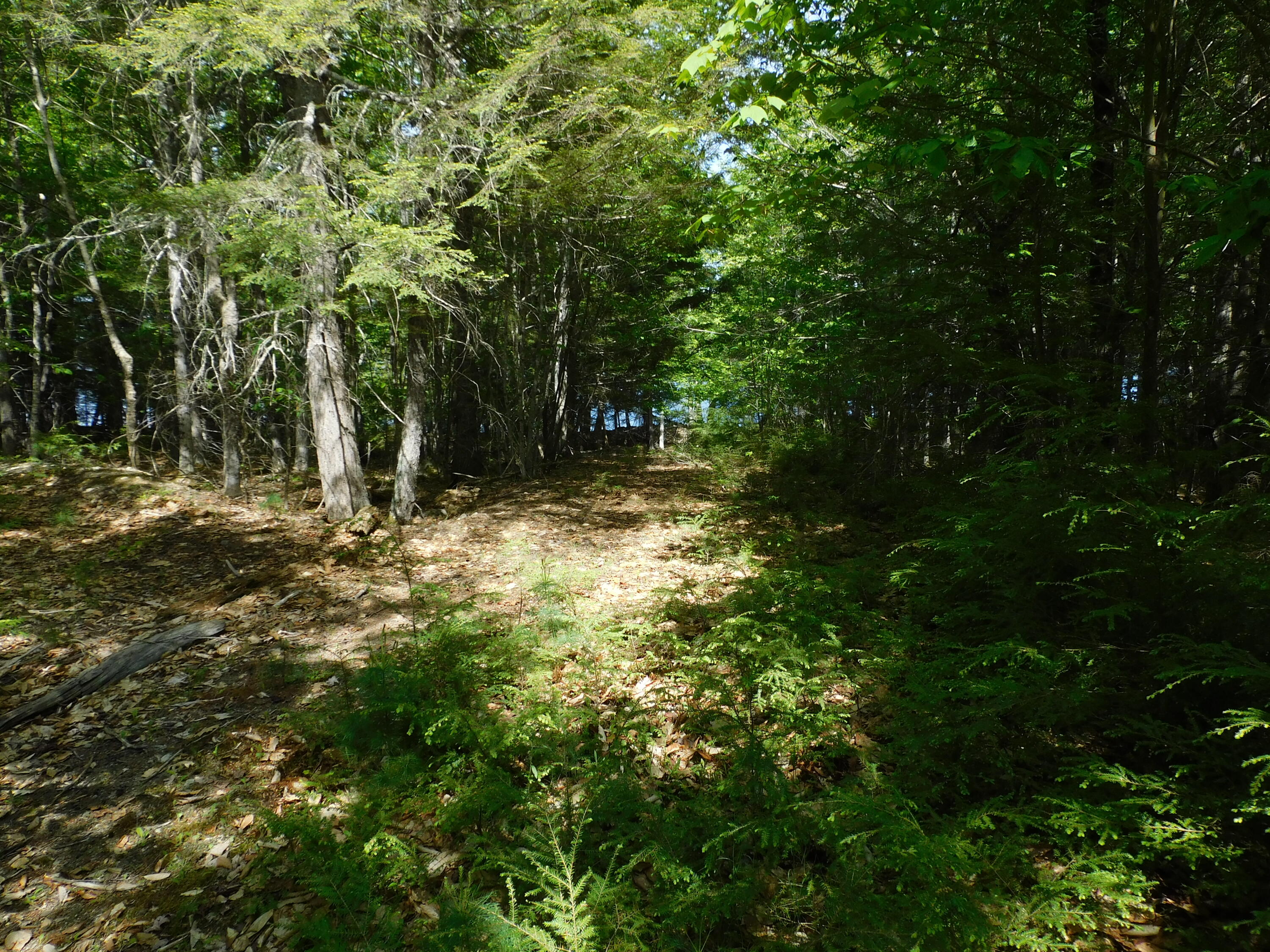 Lot 2 Big Lake Shores Road Princeton, ME 04668 - Photo 8 of 10 DSCN0088