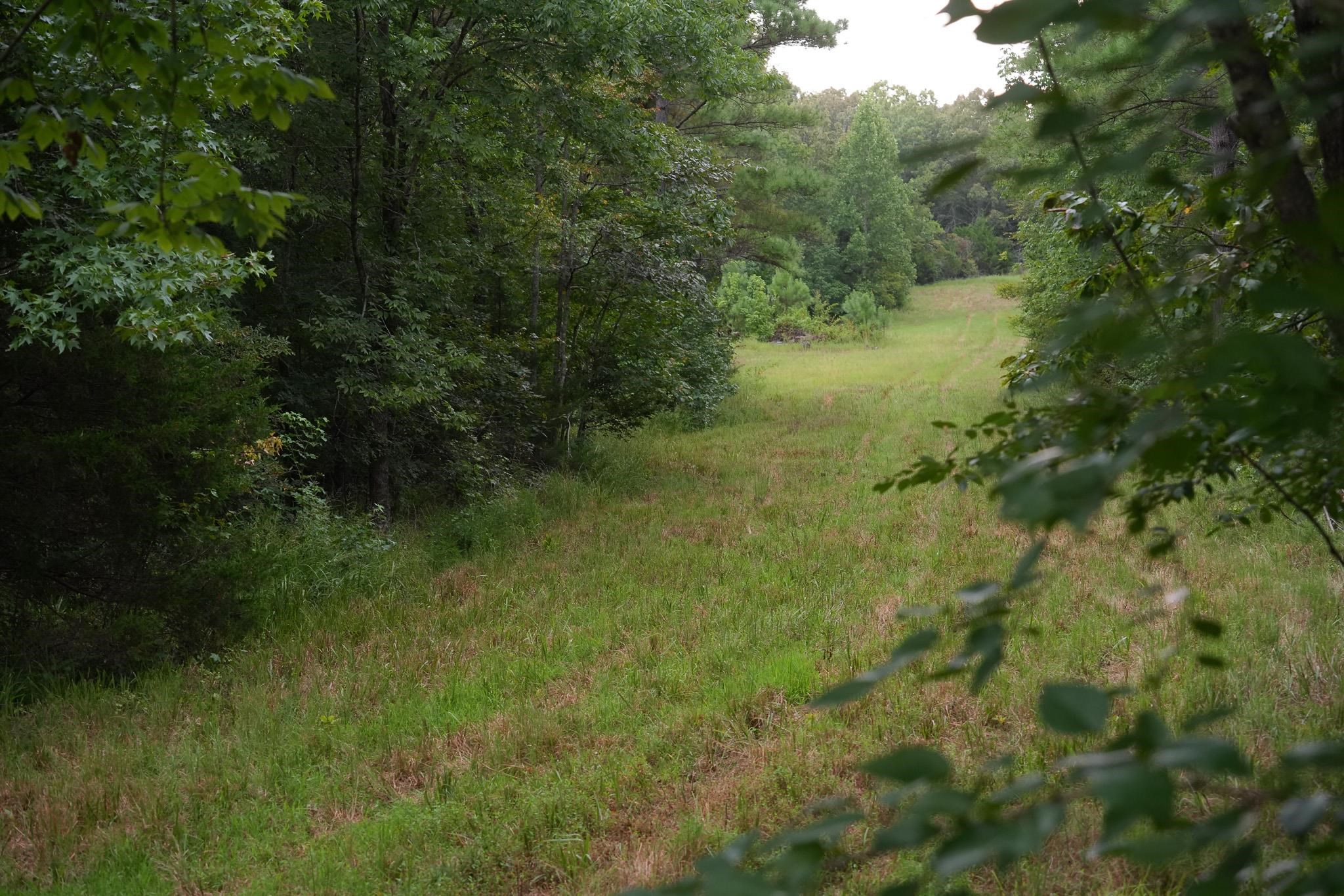 2525 Pittman Road Somerville, TN 38068 - Photo 33 of 38 Expansive grassy field surrounded by mature trees