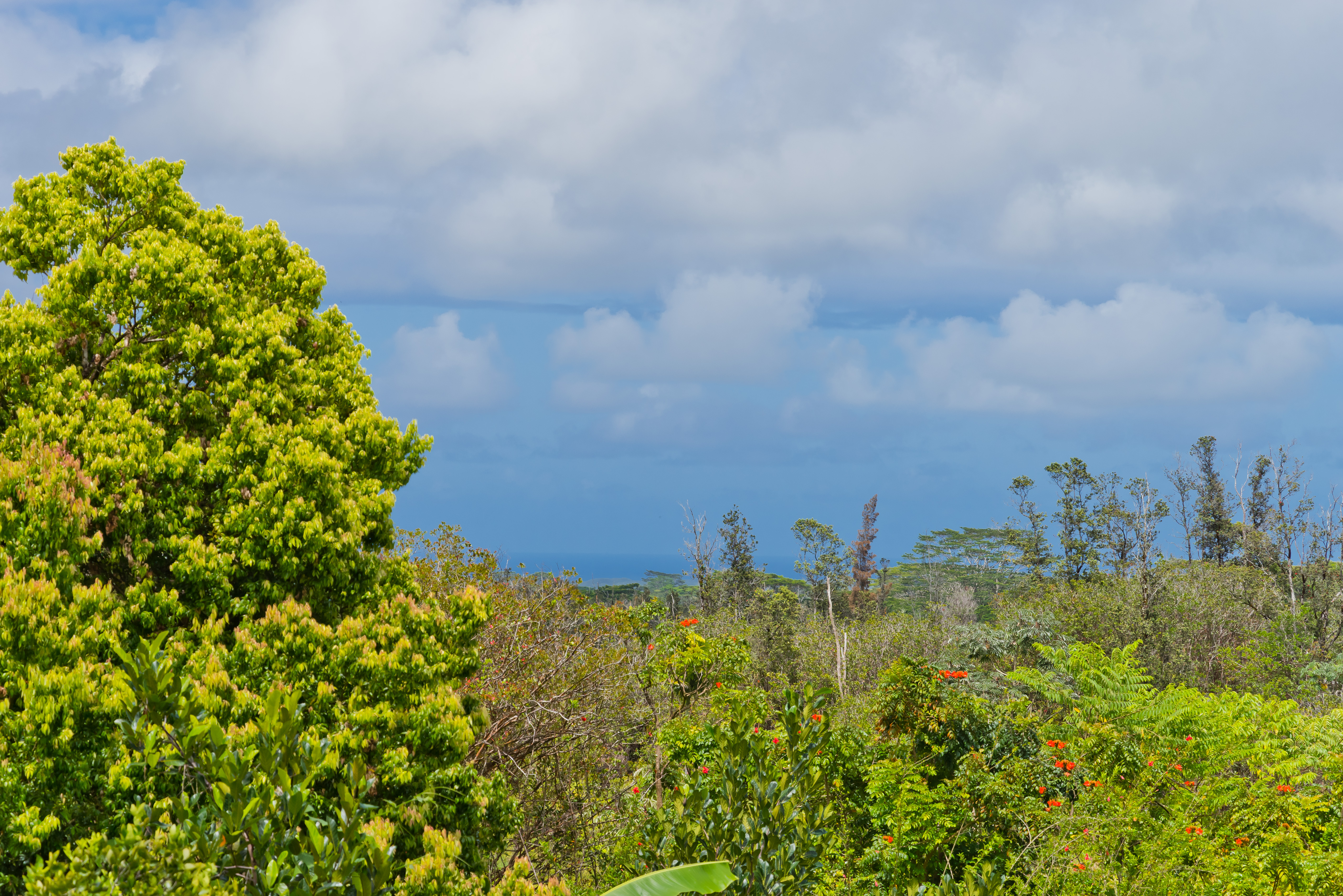 16-1331 Opeapea Road Kurtistown, HI 96760 - Photo 3 of 30