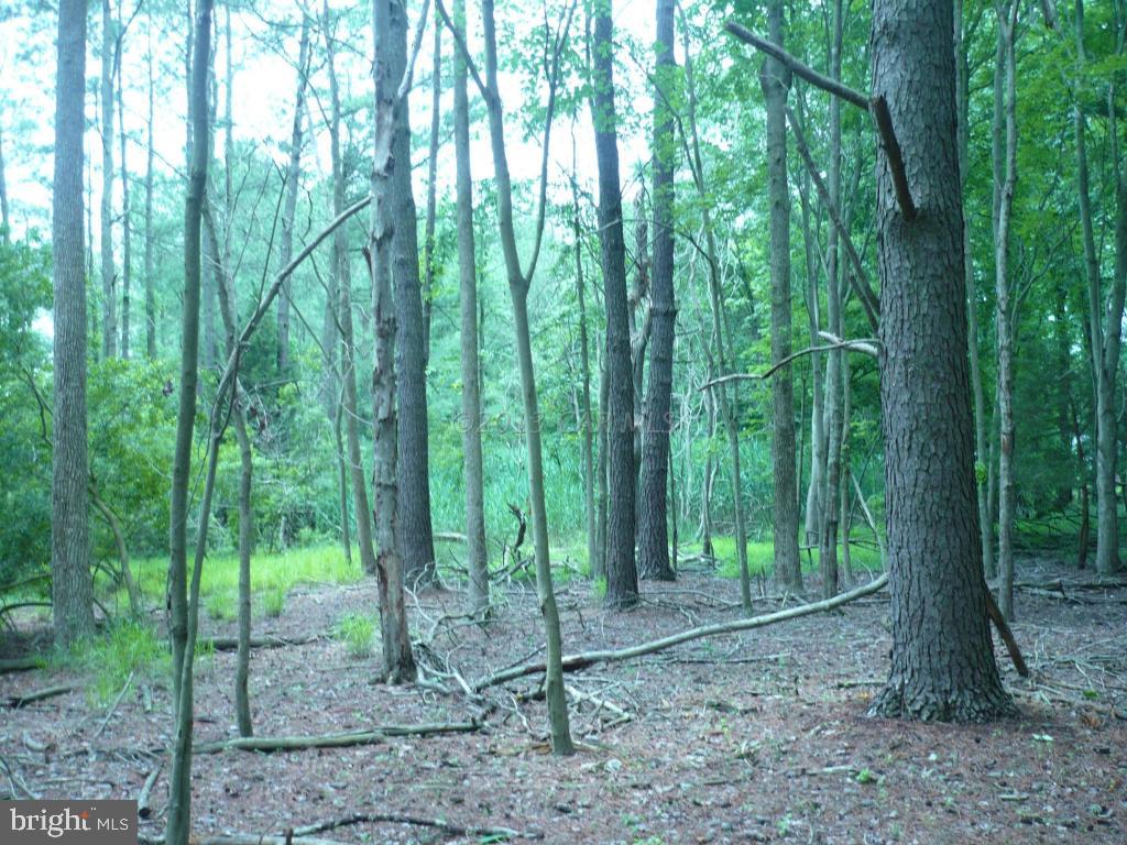26883 Mt Vernon Road Princess Anne, MD 21853 - Photo 42 of 49 Gallery Image 42