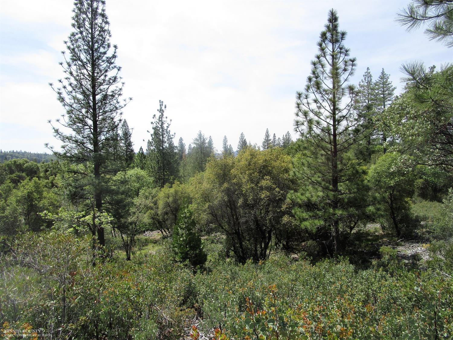 24271 Hoyt Crossing Road Nevada City, CA 95959 - Photo 11 of 66 a view of a lush green forest with lots of trees