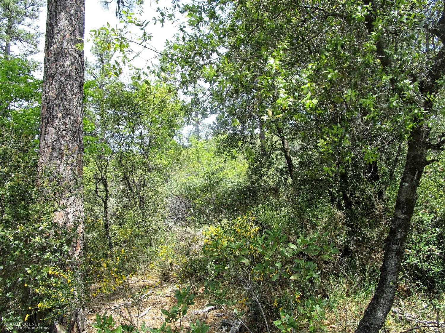 24271 Hoyt Crossing Road Nevada City, CA 95959 - Photo 14 of 66 a view of a lush green forest