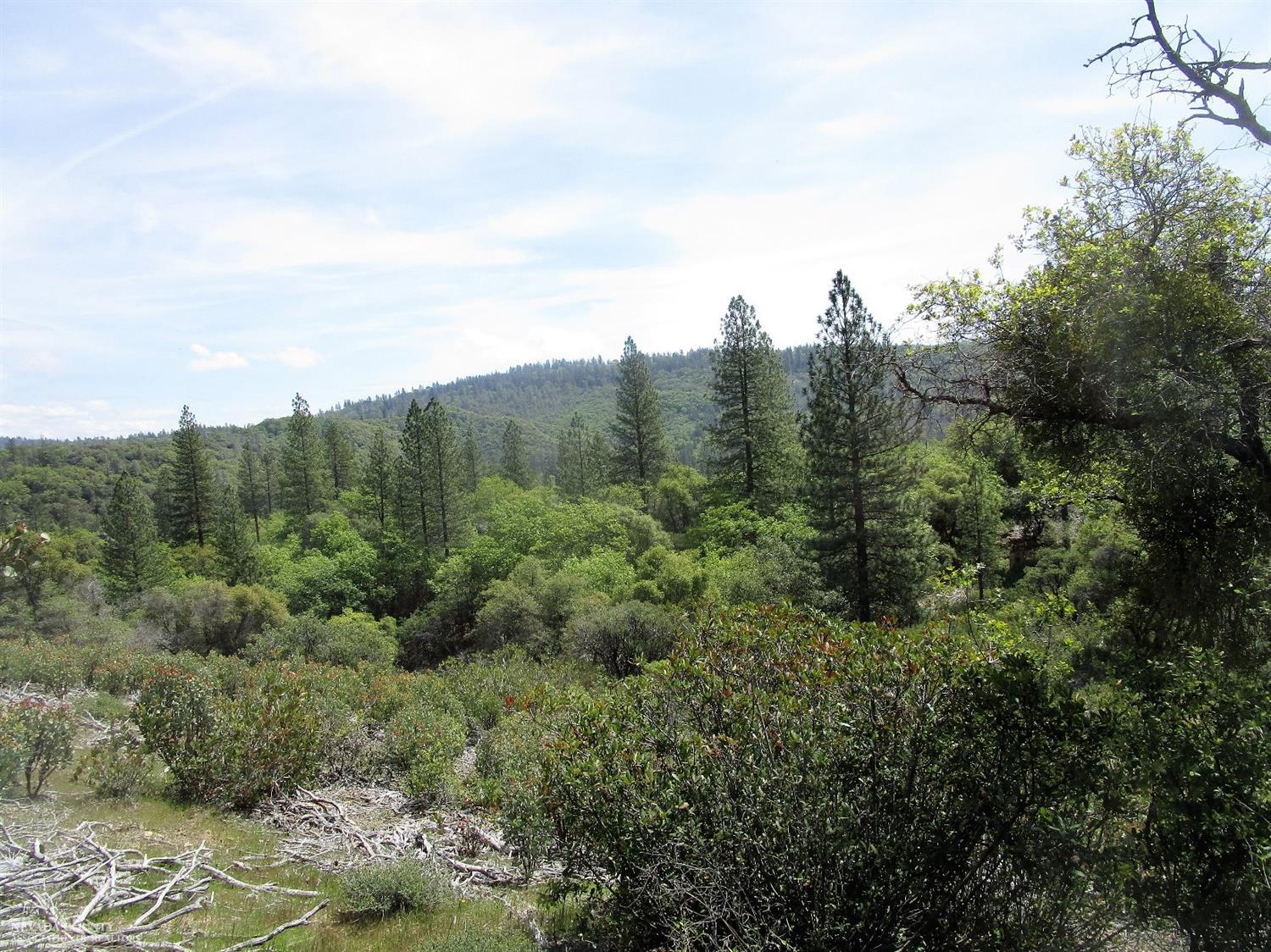 24271 Hoyt Crossing Road Nevada City, CA 95959 - Photo 15 of 66 a view of a forest with trees in the background