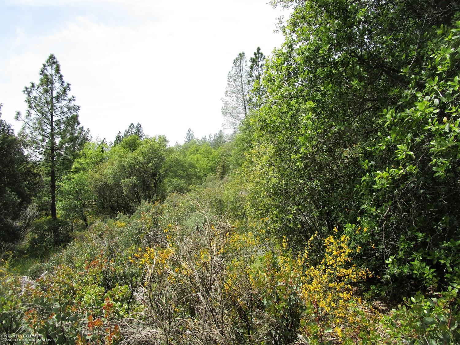 24271 Hoyt Crossing Road Nevada City, CA 95959 - Photo 17 of 66 a view of a forest with plants and trees