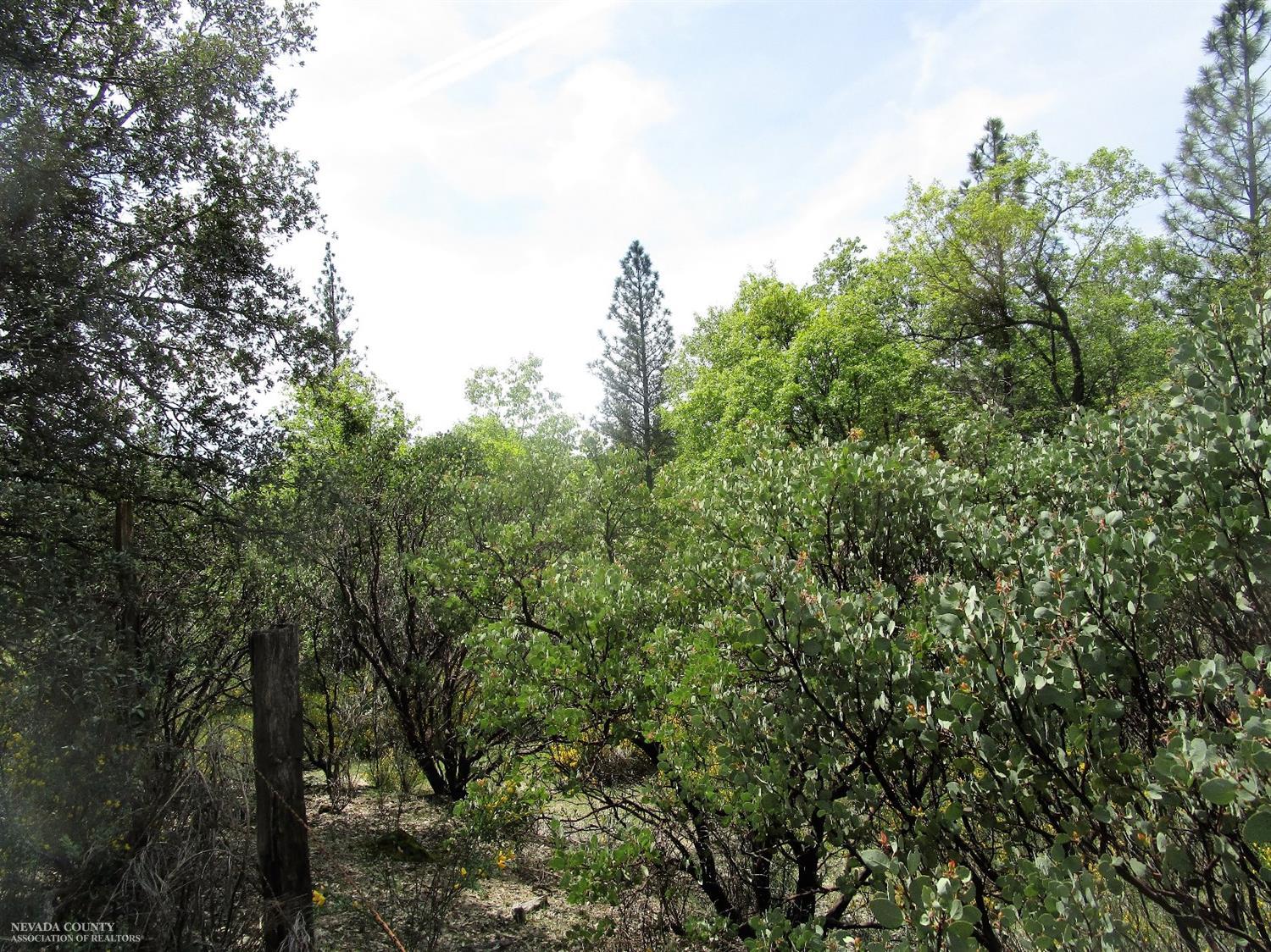 24271 Hoyt Crossing Road Nevada City, CA 95959 - Photo 18 of 66 a view of a trees in a forest