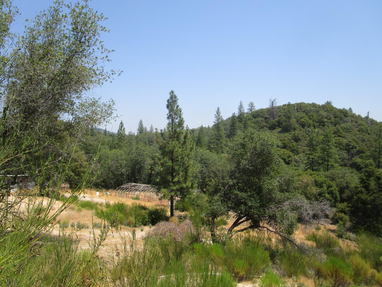 24271 Hoyt Crossing Road Nevada City, CA 95959 - Photo 24 of 66 a view of a yard with a tree