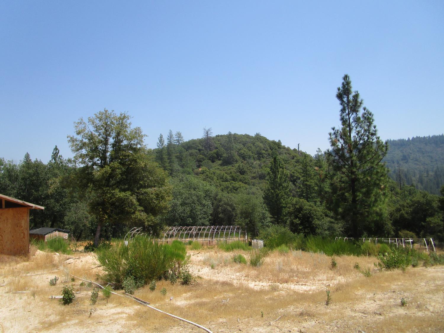 24271 Hoyt Crossing Road Nevada City, CA 95959 - Photo 27 of 66 a view of a yard with a tree