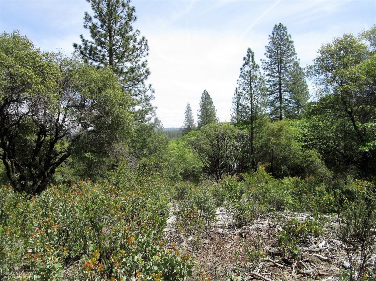 24271 Hoyt Crossing Road Nevada City, CA 95959 - Photo 3 of 66 a view of a lush green forest with trees and houses