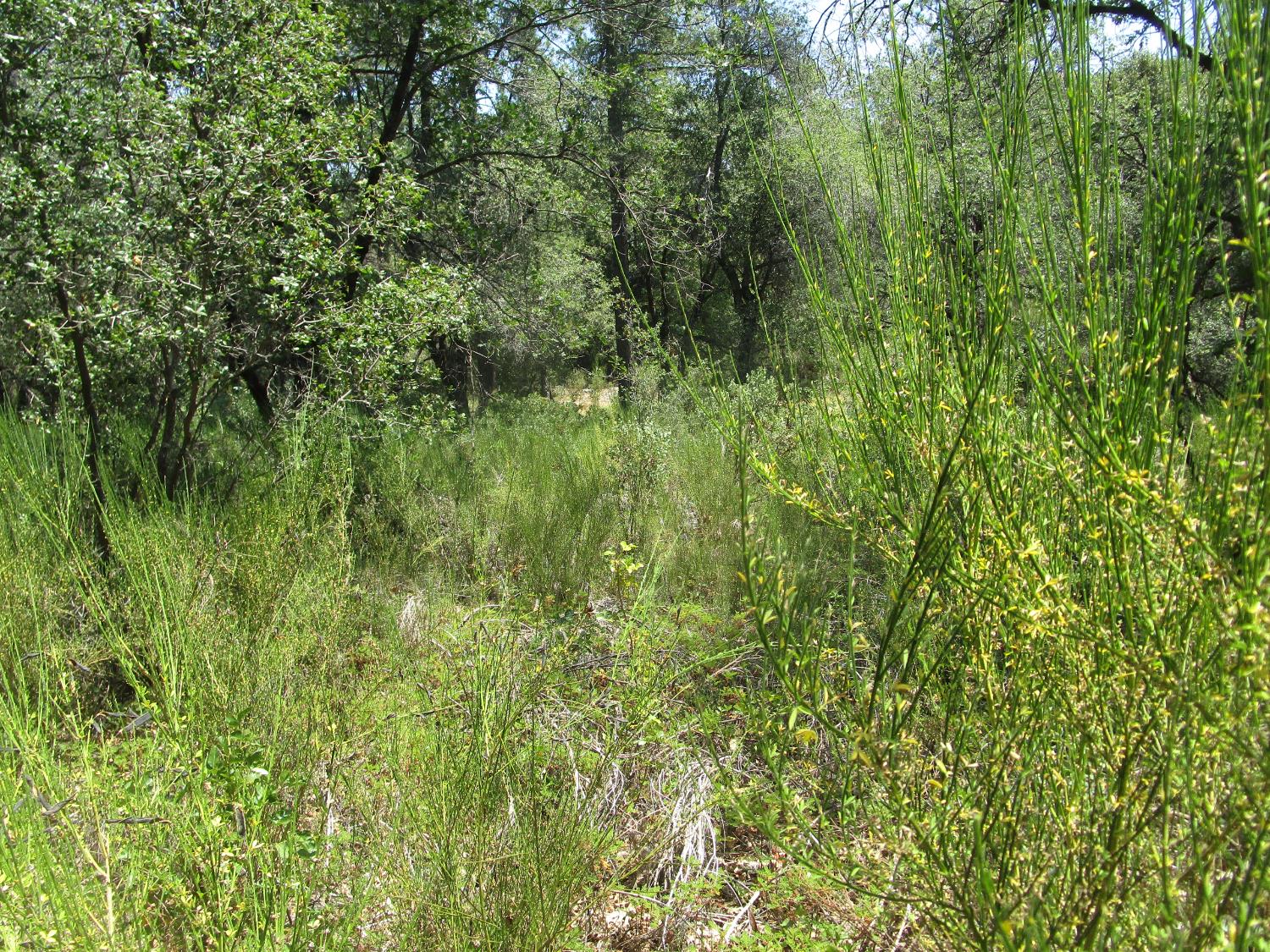 24271 Hoyt Crossing Road Nevada City, CA 95959 - Photo 32 of 66 a view of a lush green forest