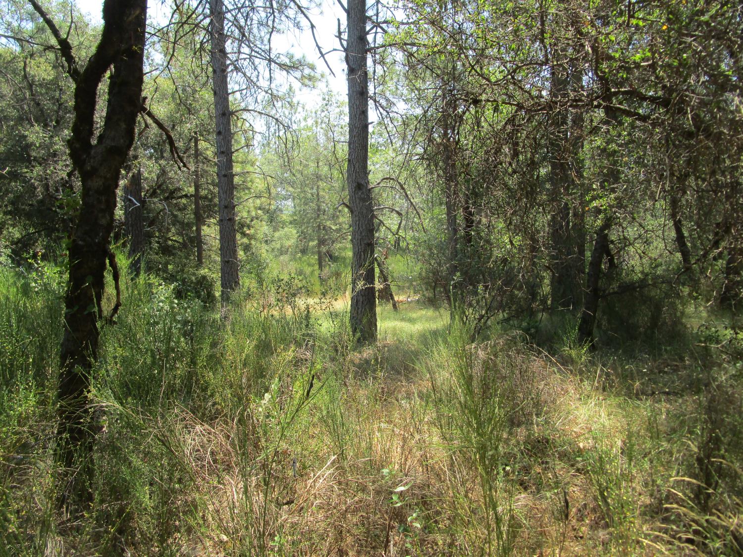 24271 Hoyt Crossing Road Nevada City, CA 95959 - Photo 33 of 66 a view of a forest with trees