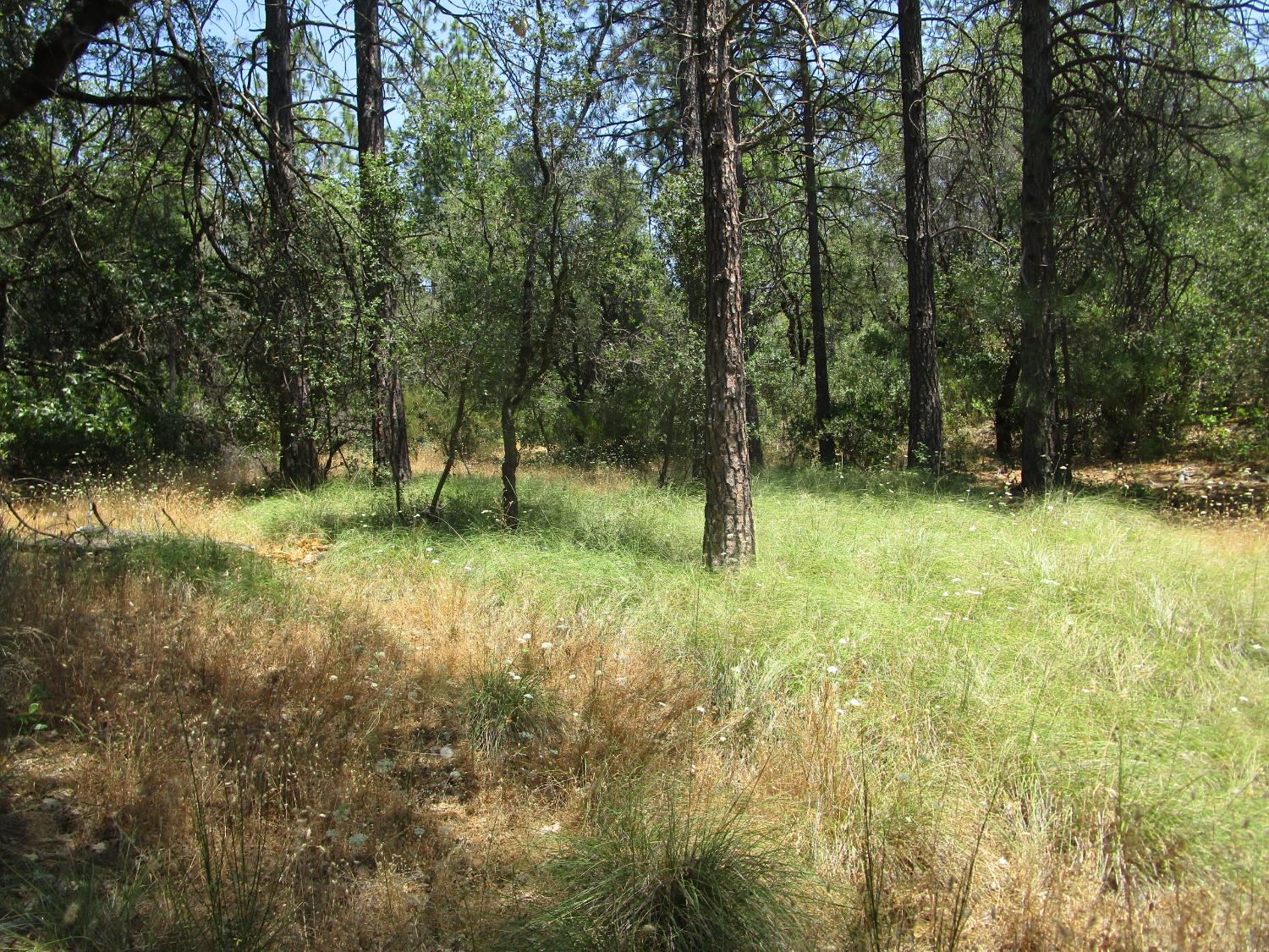 24271 Hoyt Crossing Road Nevada City, CA 95959 - Photo 34 of 66 a view of outdoor space with trees all around