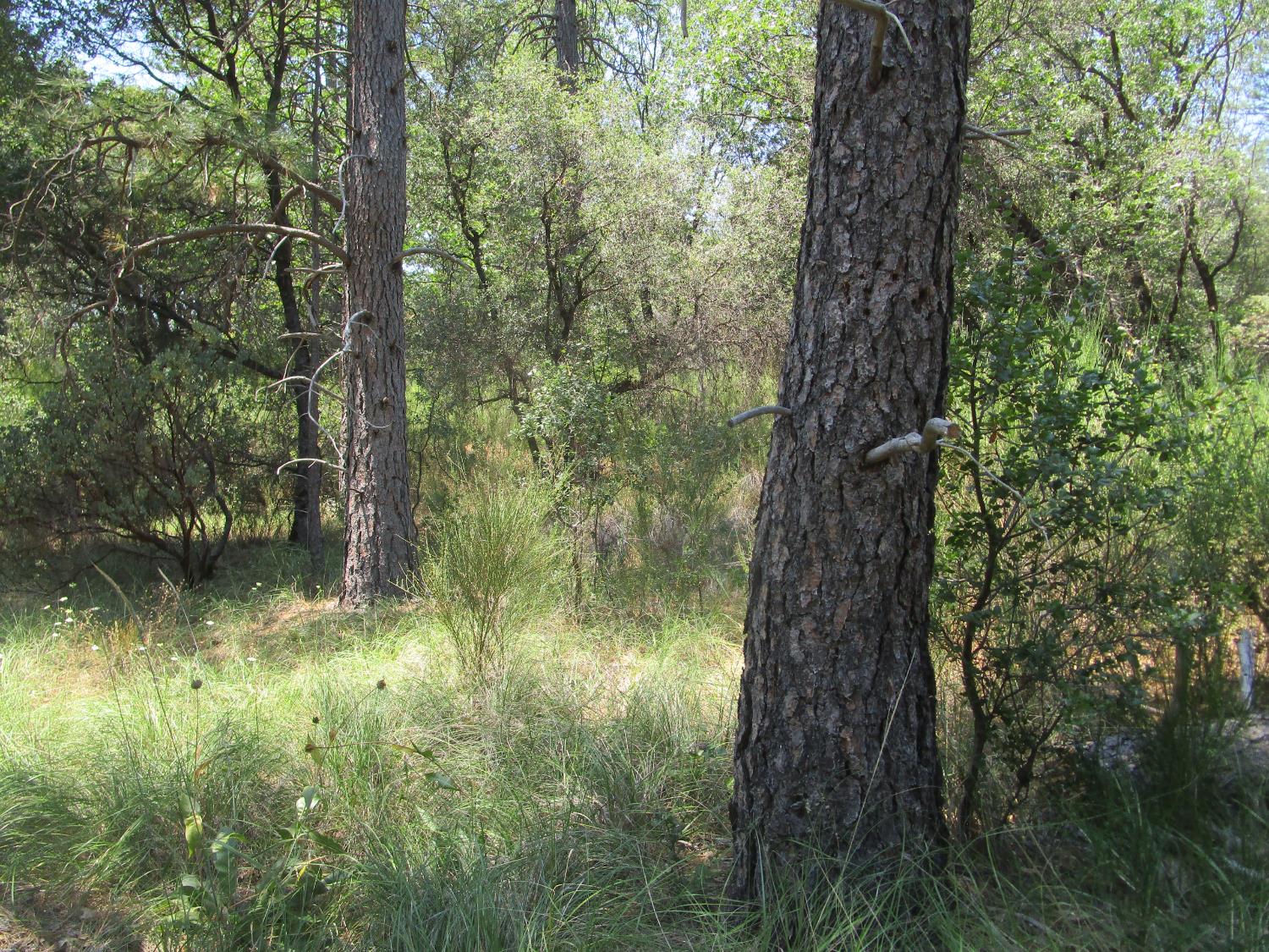 24271 Hoyt Crossing Road Nevada City, CA 95959 - Photo 39 of 66 a backyard of a house with lots of green space