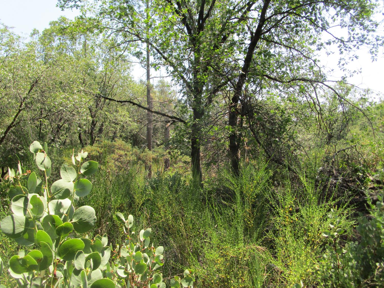 24271 Hoyt Crossing Road Nevada City, CA 95959 - Photo 40 of 66 a view of a yard with a tree