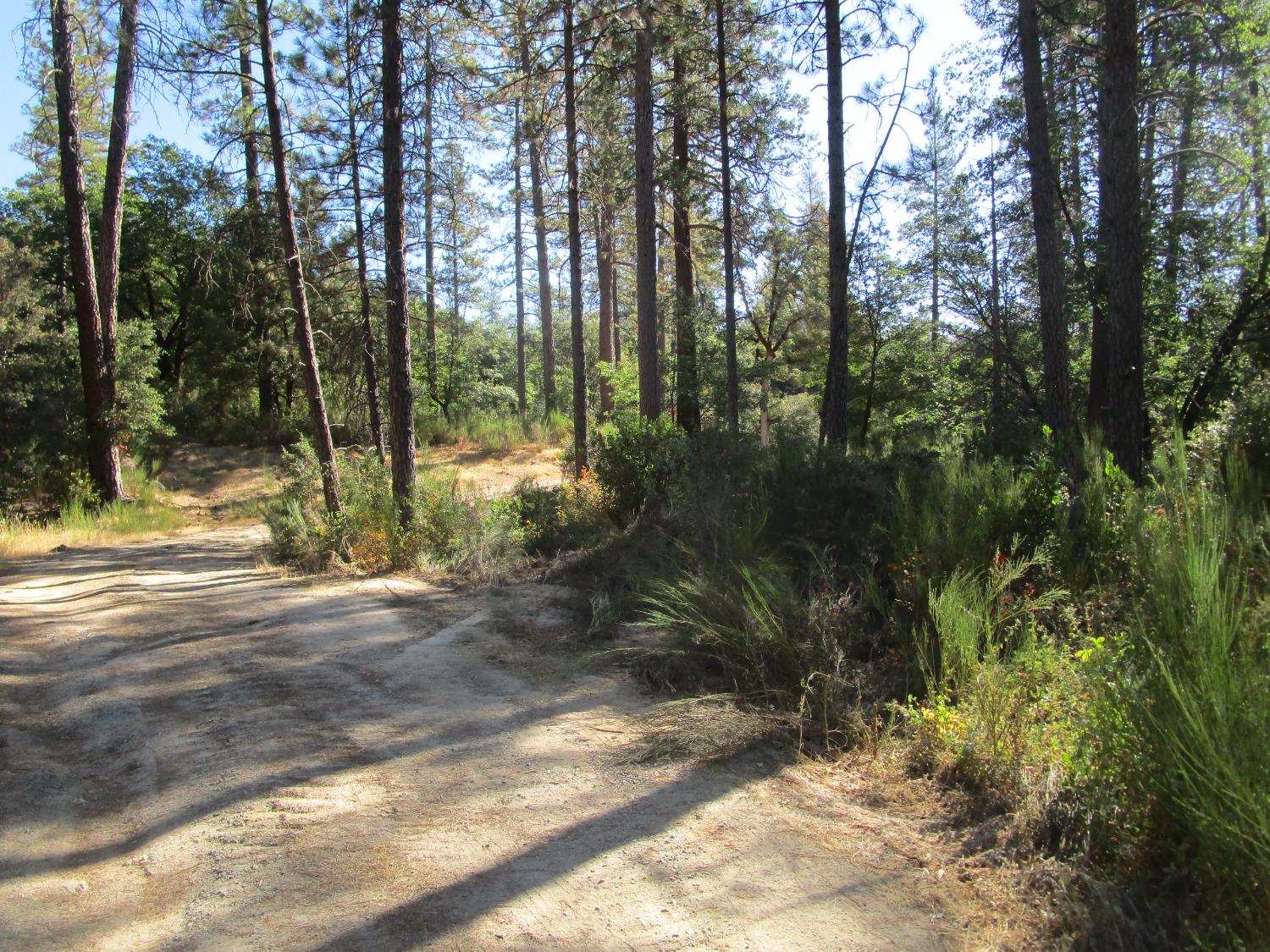 24271 Hoyt Crossing Road Nevada City, CA 95959 - Photo 46 of 66 a view of a yard with plants and trees