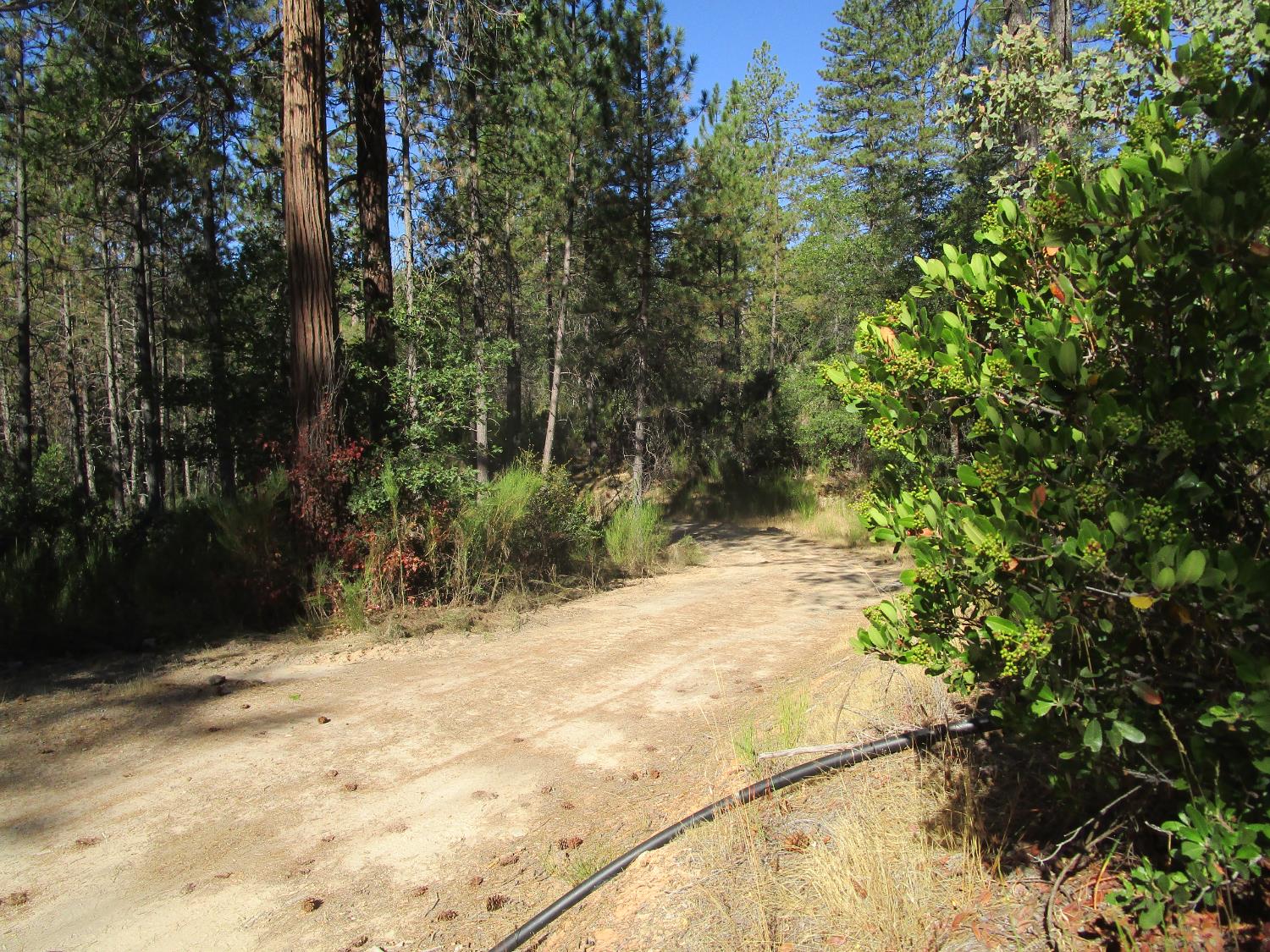 24271 Hoyt Crossing Road Nevada City, CA 95959 - Photo 49 of 66 a view of a yard with plants and trees