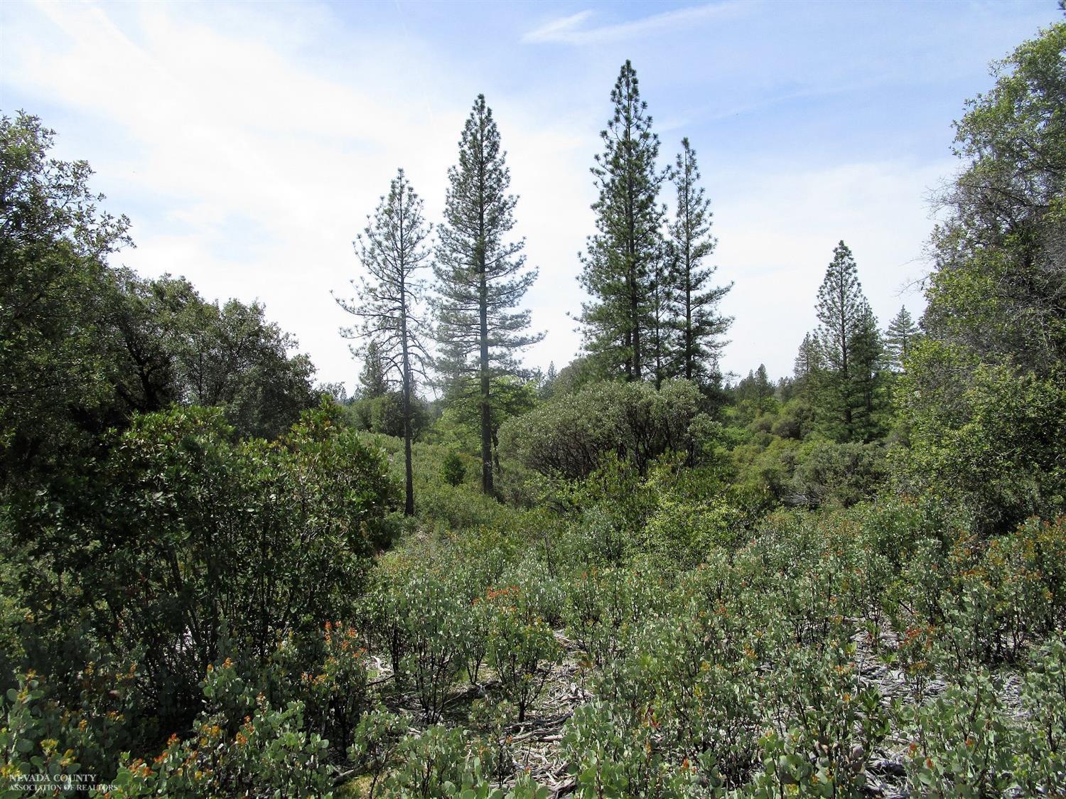 24271 Hoyt Crossing Road Nevada City, CA 95959 - Photo 5 of 66 a view of a forest with trees in the background