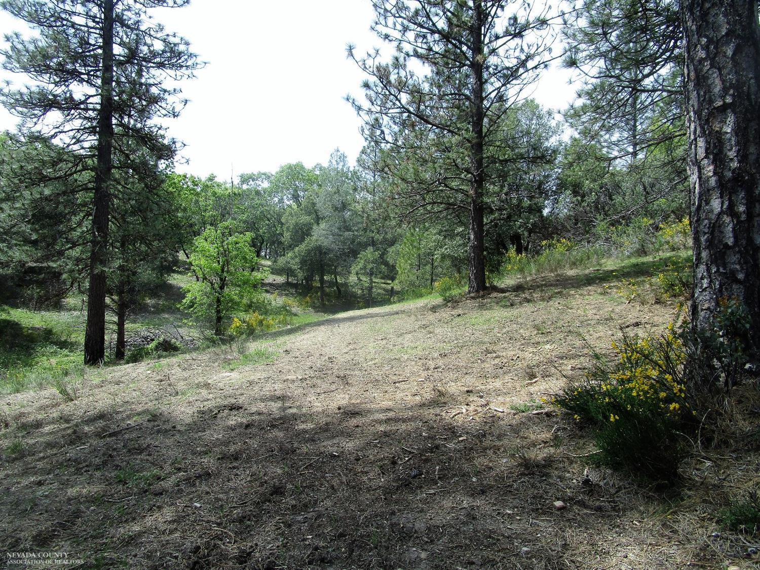 24271 Hoyt Crossing Road Nevada City, CA 95959 - Photo 6 of 66 a view of a yard with large trees