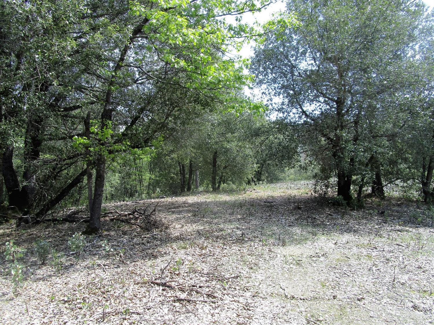 24271 Hoyt Crossing Road Nevada City, CA 95959 - Photo 7 of 66 a view of a yard with a tree